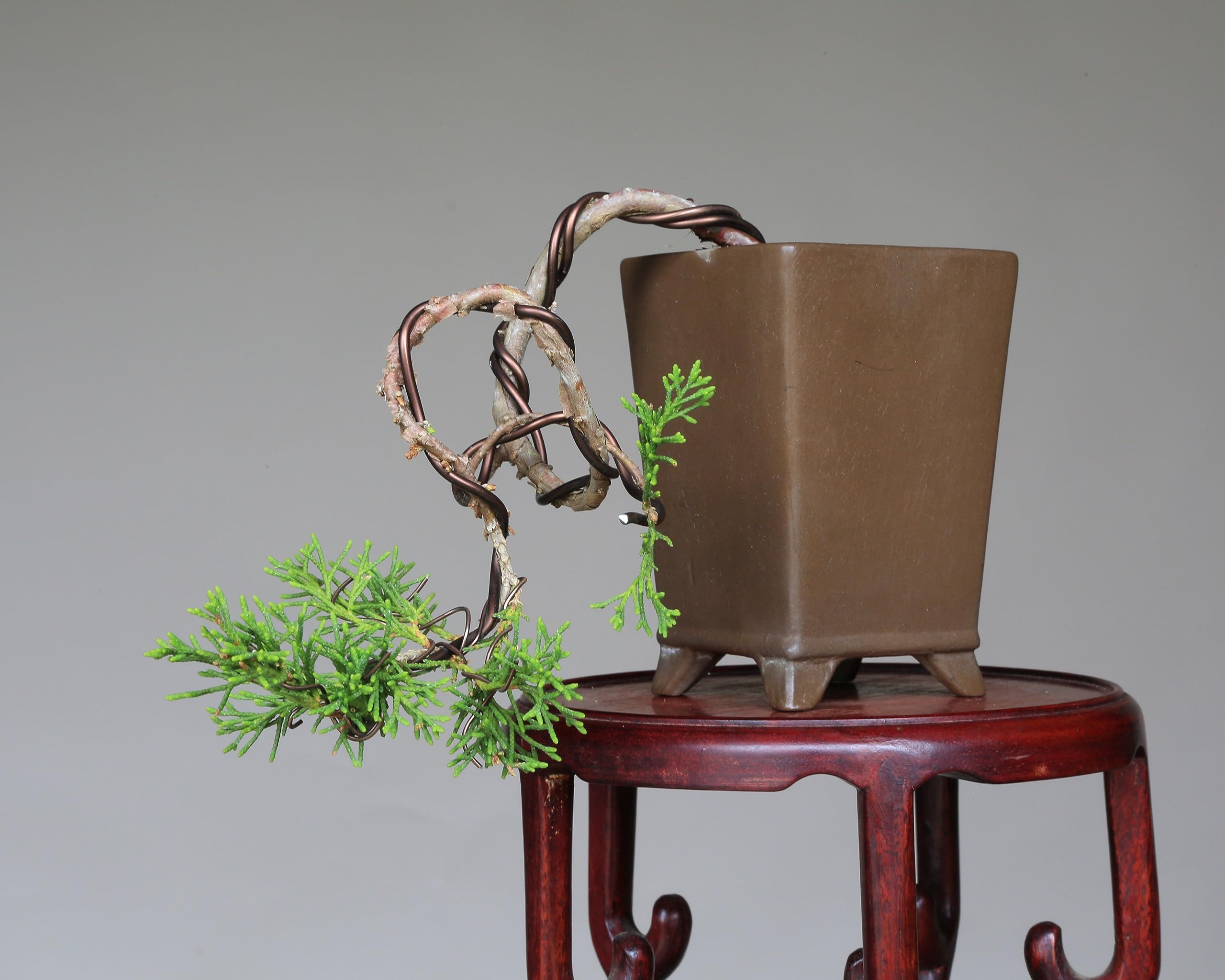 Amazon.co.jp: 糸魚川真柏 懸崖づくり 小品盆栽 【泰寿園 Online